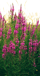 Lythrum Salicaria