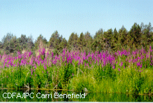 Purple Loosestrife invades a Northern California lake. 