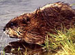 Muskrat