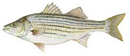 Striped bass illustration