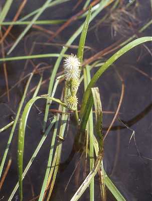 Sparganium angustifolium Michx. image