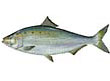 American Shad