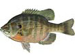 Bluegill