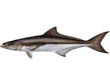 Cobia