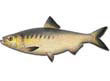 Hickory Shad