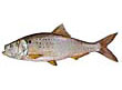 Atlantic Menhaden