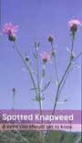 Spotted knapweed rack card