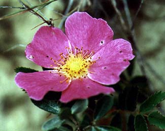 Rosa woodsii Lindl. var. woodsii image