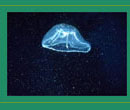 Jelly Fish Picture