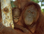 Orangutans at Tanjung Putting National Park in Borneo, Indonesia