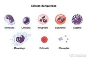 Células sanguíneas; el dibujo muestra seis tipos de glóbulos blancos (monolitos, linfocitos, neutrófilos, eosinófilos, basófilos y macrófagos), un glóbulo rojo (eritrocito) y plaquetas.