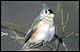 Photo of a Tufted Titmouse