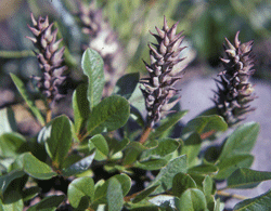 Salix ovalifolia