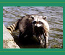 Raccoon washing paws