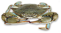 Blue Crab - image courtesy Michael Land Photography (www.mikelandphotography.com)