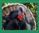 Wild Turkey