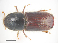 European Spruce Bark Beetle