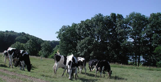 KBS Pasture Dairy - Cows on pasture.