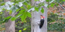 Pileated Woodpecker on a tree in the Catoctin forest.