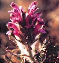 Genetic variation in populations of the arctic perennial Pedicularis dasyantha (Scrophulariaceae), on Svalbard, Norway Click on image for further information.