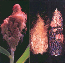 Tassel seed mutations in maize. Maize plants bear two different types of inflorescences, the tassel and the ears.