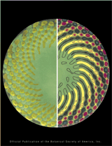 Scanning electron micrograph of a young sunflower capitulum (left) and simulation of the same structure based on mechanical buckling of a thin circular plate (right). One family of spirals is highlighted in yellow.