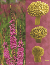 Inflorescence with flowers of purple loosestrife, Lythrum salicaria(left panel).