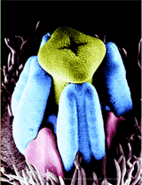 Scanning electron micrograph of an early floral developmental stage of the outcrossing subspecies of Clarkia xantania (Onagraceae). Click here for more information.