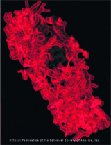 A projection of 29 confocal optical sections taken at 0.2-um intervals through the hyphal network in an inner cortical cell of a root of Medicago truncatula colonized by arbuscular-mycorrhizal fungi. Click on image for furtehr information.