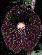 Aristolochia gigantea. Although the flowers of Aristolochia are highly specialized whereas those of Lactoris are less complex, recent phylogenetic analyses based on molecular data suggest an unexpectedly close relationship between the two genera. Click on image for further information