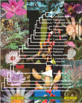 A phylogeny of angiosperms based on matK, a plastid gene nested within the trnK intron. Illustrations are superimposed on photographs of representative taxa from major angiosperm lineages, with Amborella shown in the center.