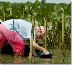 Planting Bay grasses