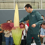 Blooming of the Titan Arum