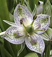 Four-petaled, green and lavender spotted Frasera speciosa flower.  Click for more information.