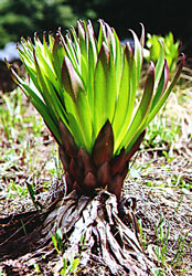 Frasera speciosa spring basal leaves and last year's dried basal leaves.  Click for more information.