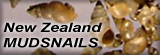 Link to New Zealand Mudsnail information