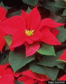 Red poinsettia