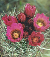 Mojave fish-hook cactus