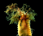 Nicolea sp. A, a non-native polychaete worm