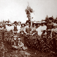 Photo of hops harvest on Parrett Mountain, circa 1900