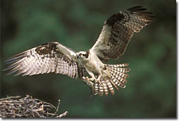 An osprey flying to its nest