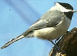 Carolina Chickadee