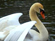 Mute Swan