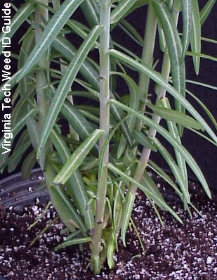 caperspurge6-26b.jpg (135320 bytes)