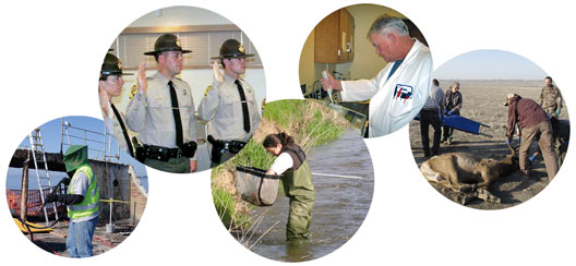 images of DFG employees at work - oil pollution clean-up, warden graduation, river fish survey, dna analysis, elk capture