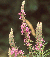 purple loosestrife