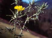 slender flowered thistle