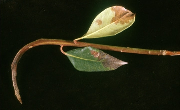 Rhododendron infected with Phytophthora ramorum