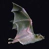 Mexican long-nosed bat