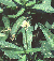 flowering alligator weed